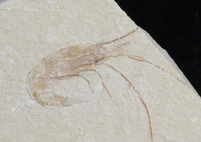 Cretaceous Fossil Shrimp Carpopenaeus - Lebanon #40460